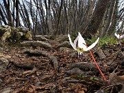 Benedetta primavera sui sentieri per il Monte Ubione da Ubiale-18mar23 - FOTOGALLERY